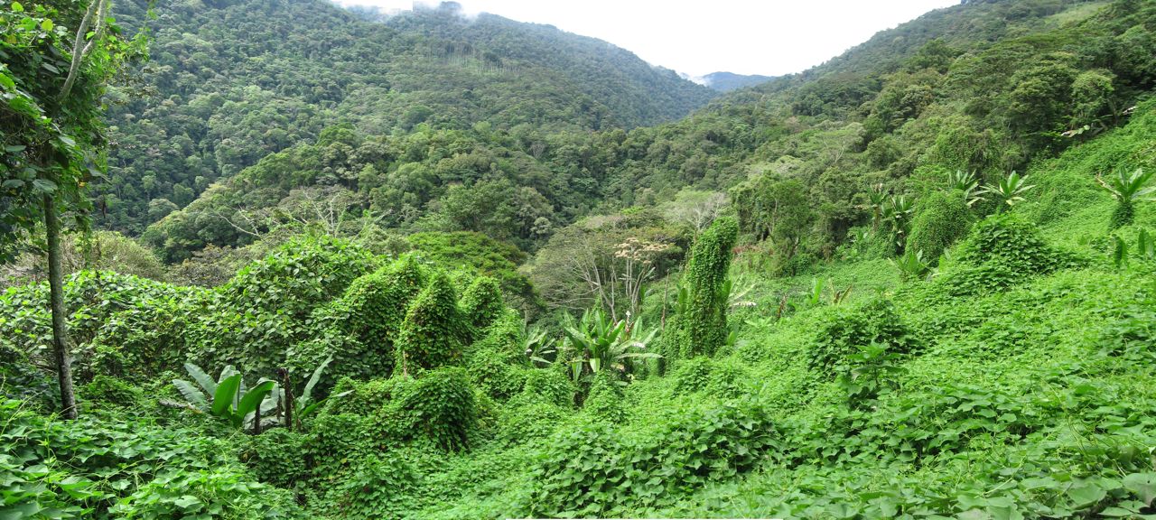 Kokoda Track